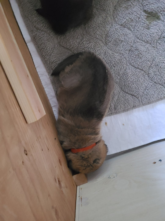 chinook dog